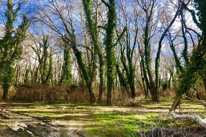 Albania Birdwatching, Kayaking, Bicycle National Park Divjaka Karavasta(ARG) - Birdwatching in a protected wetland