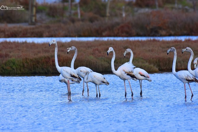 Albania Birdwatching, Kayaking, Bicycle National Park Divjaka Karavasta(ARG) - Pine forest, Adriatic air, and a fish lunch