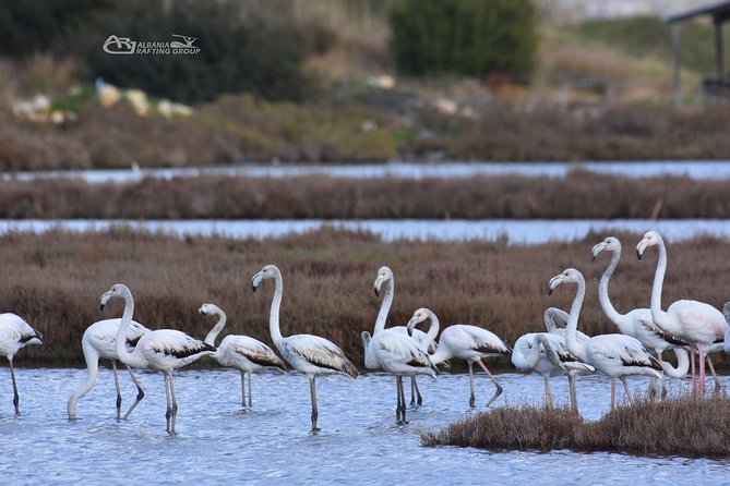 Albania Birdwatching, Kayaking, Bicycle National Park Divjaka Karavasta(ARG) - Optional cycling and SUV trips