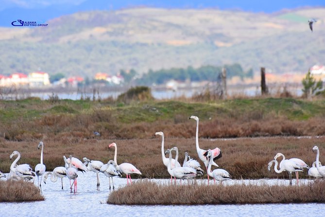 Albania Birdwatching, Kayaking, Bicycle National Park Divjaka Karavasta(ARG) - Who will enjoy this most