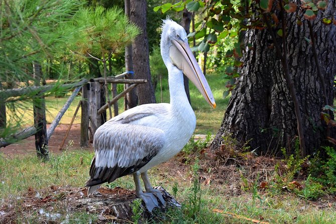 Albania Birdwatching, Kayaking, Bicycle National Park Divjaka Karavasta(ARG) - Two hours on the water, with room to look around