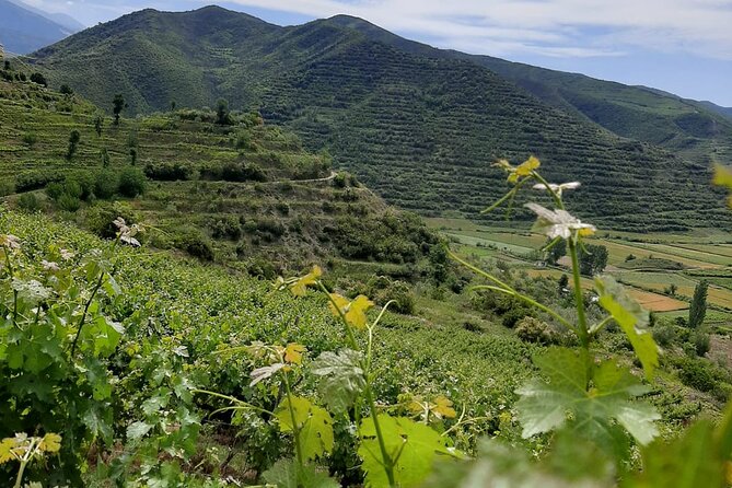 Berat 4x4 Off-Road and Vineyard Wine Tasting - Three wines, raki, and a proper local spread
