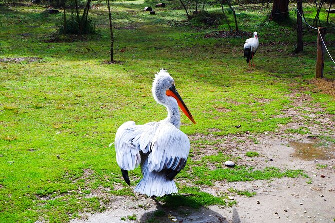Day Tour of Berat and Karavasta Lagoon from Tirana&Durres - Who will enjoy this day most?