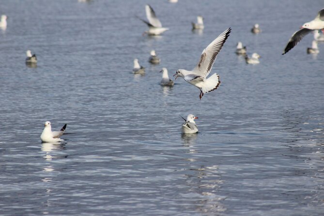 Private Birding Tour in Albania - Vjosa River and Albania’s salt marshes