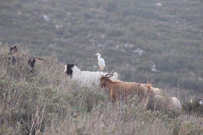 Private Birding Tour in Albania - Divjaka-Karavasta and the Dalmatian pelicans