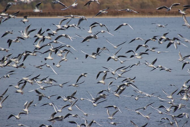 Private Birding Tour in Albania - Salt pans, lagoons, and shorebird watching