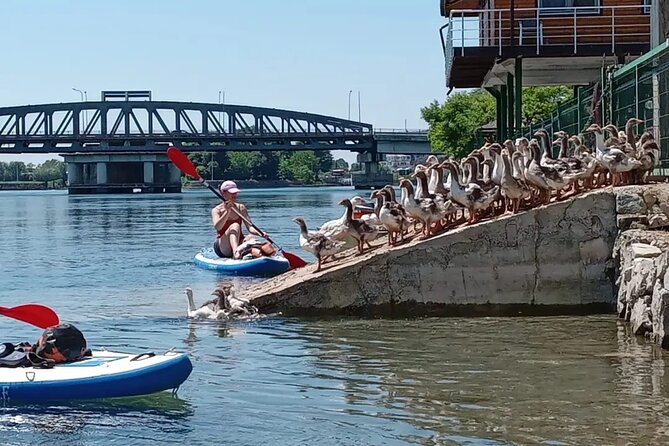 Stand Up Paddle Board or Kayak Rental in Shkodër - Choosing Between a Kayak and a Paddle Board