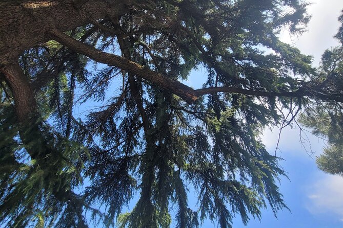 Tirana’s Communist Past: A Tasting Tour with Traditional Lunch - Mother Teresa Square and the modern capital