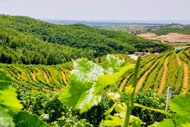 Vineyards, Albanian Wine Tasting & Boat Tour from Tirana/Durres - Walking through the vineyard and cellar