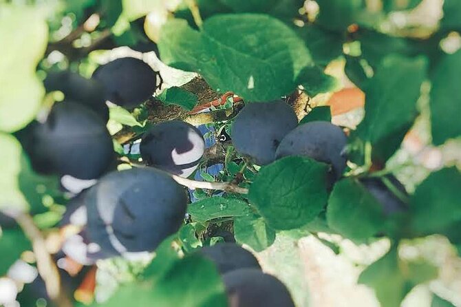 Wine and Raki tasting tour - What You Actually Taste at the Farm