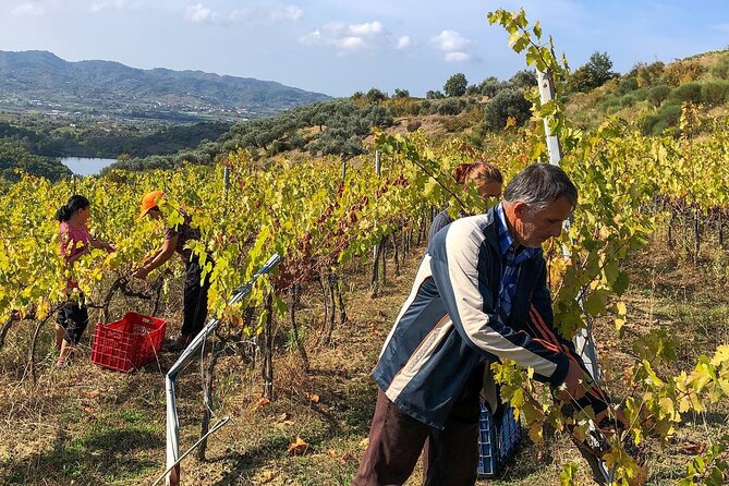 Wine Tasting & Vineyards Escape near Tirana - Arriving at the family winery