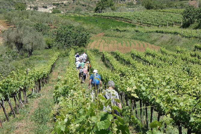 Winetasting tour in Alpeta winery - Roshnik village by 1001 Albanian Adventures - How personal is the group experience?