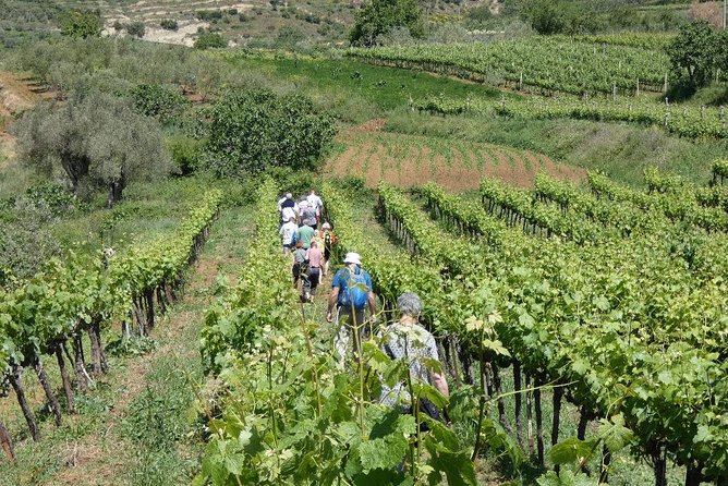 Winetasting tour in Alpeta winery - Roshnik village by 1001 Albanian Adventures - Should you book this Roshnik wine tour?
